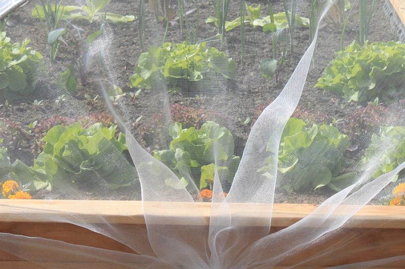 Gemüseschutznetz für Hochbeet Aufsatz Schmal